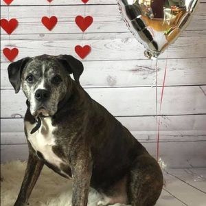 Meet your Posher, Paula